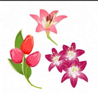 郁金香 百合花