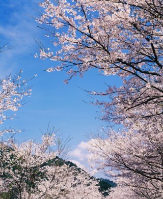 樱花草风景图片图片