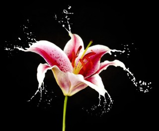 动感颜料喷溅与鲜花图片