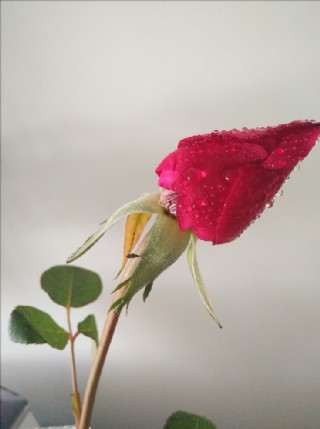 玫瑰花花骨朵的照片图片