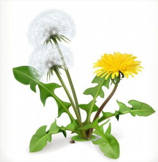 卡通绿色展板蒲公英图片