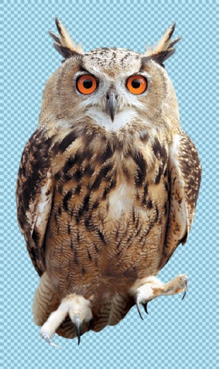 站立凝视的猫头鹰免抠png透明图层素材