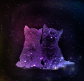 星空下的猫图片图片 图行天下素材网