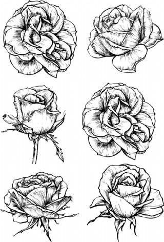 玫瑰黑白画精致图片